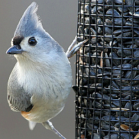 Sunflower and Mixed Seed Bird Feeders